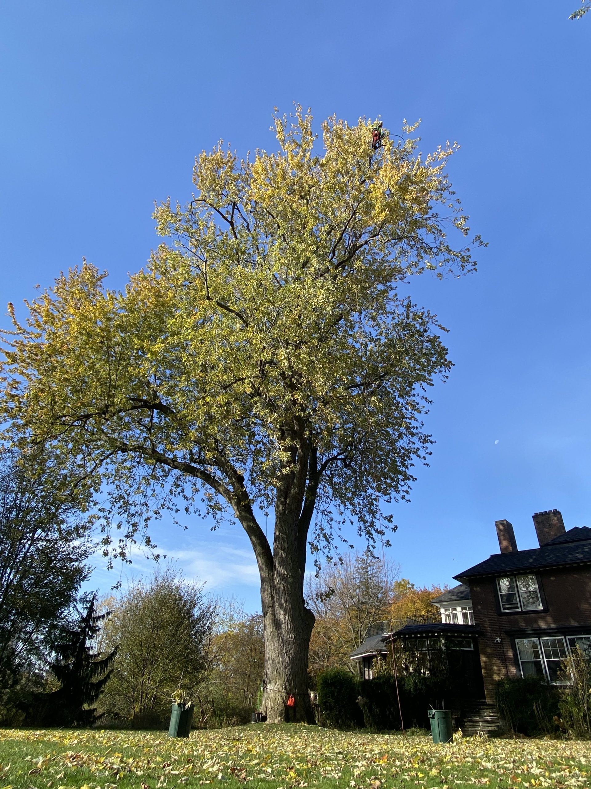 Eaton Tree Solutions Inc photo 4