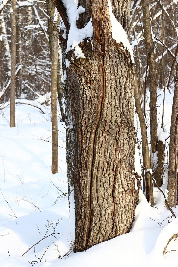 tree, oak, bark, snow, trunk, crack, winter, frost, forest, nature, outdoor