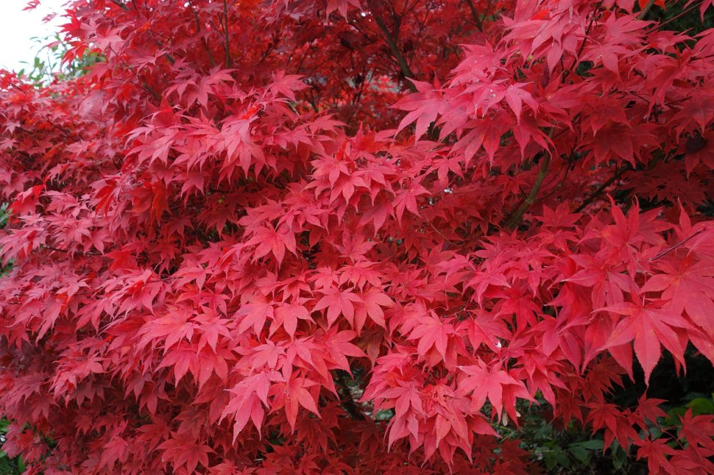 maple, maple tree, japanese maple, red, leaves, nature, fall, autumn leaves, maple leaves, maple leaf, plant, botany, japanese maple, japanese maple, japanese maple, japanese maple, japanese maple