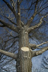 A bare tree with freshly cut branches under a clear sky, showcasing winter pruning.