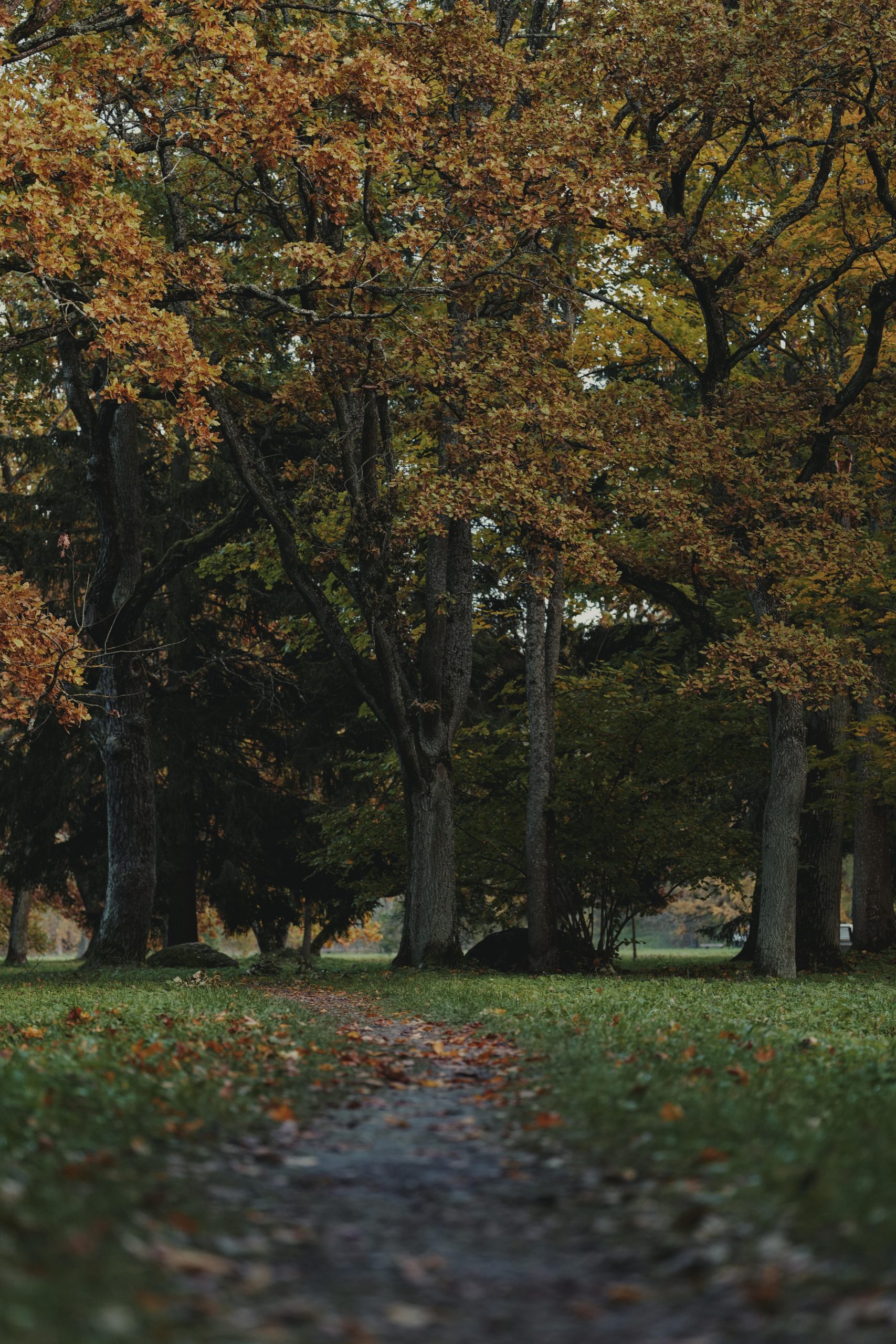 Free stock photo of autumn colors, city park, fall colors