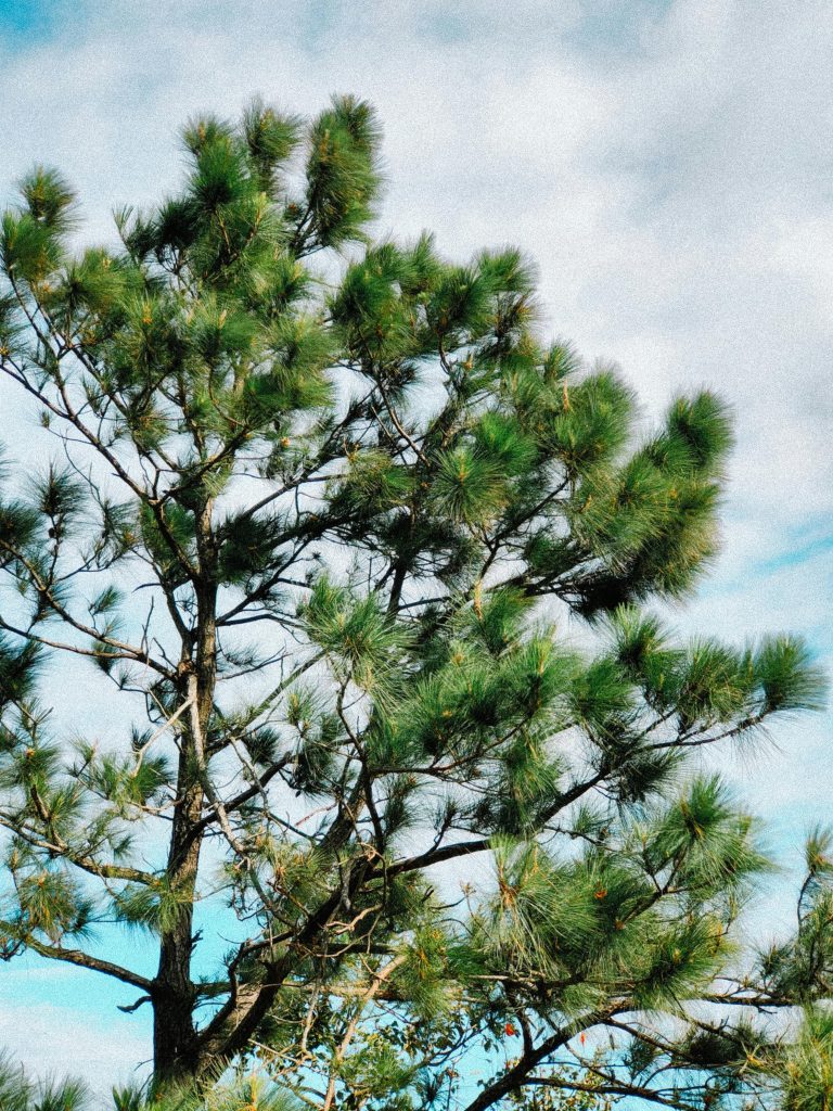 pexels-photo-30390767-30390767.jpg